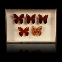Coffret de 5 papillons "Eryphanis Aesacus"