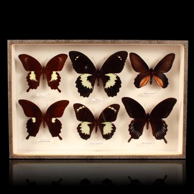 Coffret de 6 papillons : Australie, Indonésie