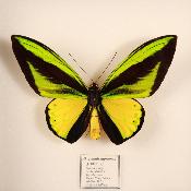 Coffret de 2 papillons "Ornithoptera Goliath Supremus"