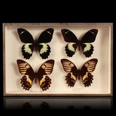 Coffret de 4 papillons "Gambrisius"
