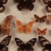 Coffret de 12 papillons "Copaxa Syntheratoides" 