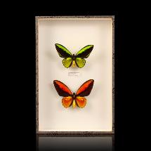 Coffret de 2 papillons "Ornithoptera" hybrides