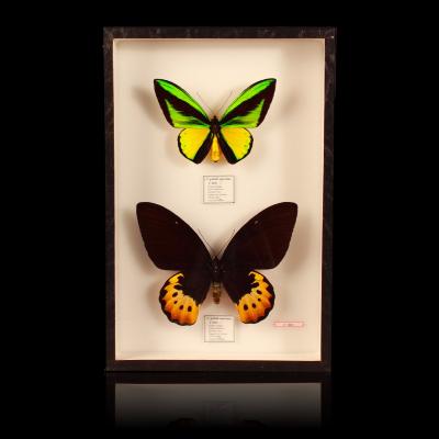 Coffret de 2 papillons "Ornithoptera Goliath Supremus"