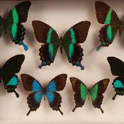 Coffret de 7 papillons "Blumei", "Karna", "Lorquinianus", "Peranthus"